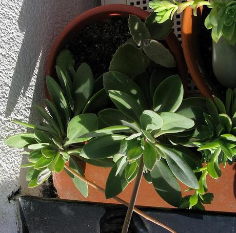 Kleinia fulgens syn Senecio fulgens