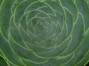 Greenovia diplocycla