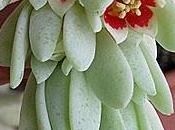 Pachyphytum werdermannii