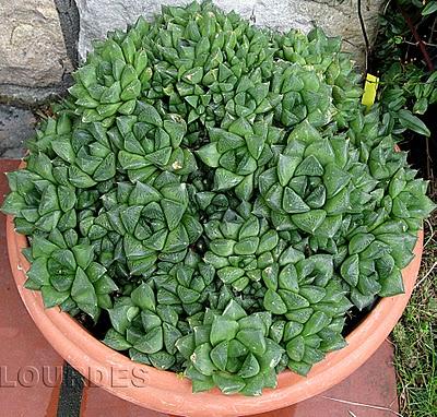 Haworthia cuspidata