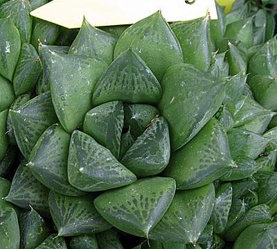 Haworthia cuspidata