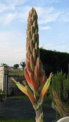Aloe melanacantha var erinacea