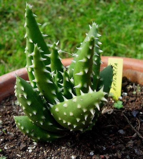 Aloe melanacantha var erinacea