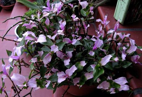 Tradescantia x andersoniana 'Blushing Bride'