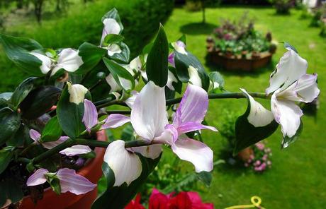 Tradescantia x andersoniana 'Blushing Bride'