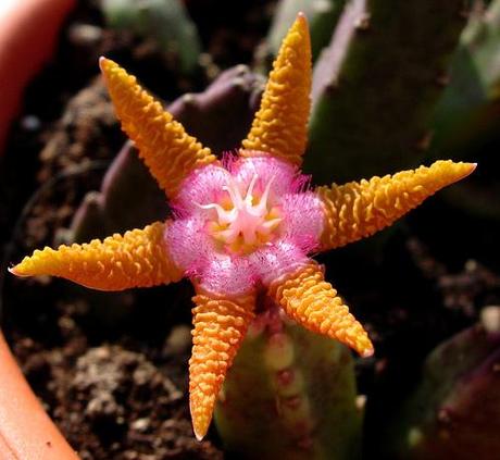 Stapelia flavopurpurea