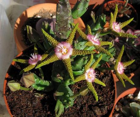 Stapelia flavopurpurea
