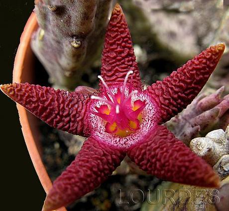 Stapelia flavopurpurea