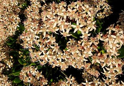 Crassula ovata & Crassula arborescens