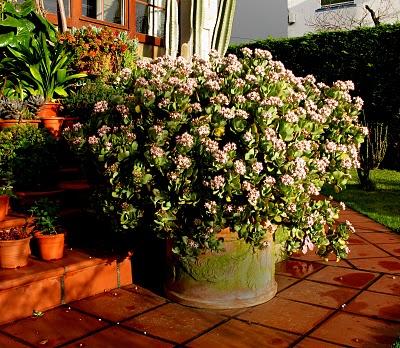 Crassula ovata & Crassula arborescens