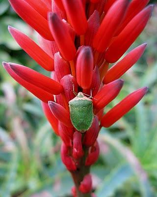 Aloe arborescens celebra la Navidad con con velas rojas Aloe arborescens celebra la Navidad con con velas rojas