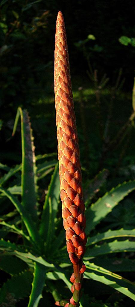 Aloe arborescens celebra la Navidad con con velas rojas Aloe arborescens celebra la Navidad con con velas rojas