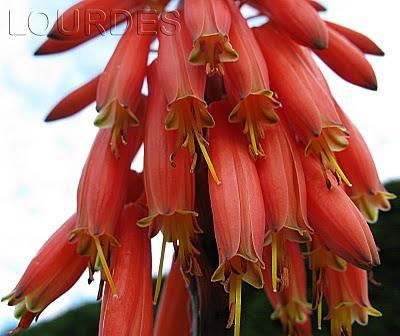 Aloe arborescens celebra la Navidad con con velas rojas Aloe arborescens celebra la Navidad con con velas rojas