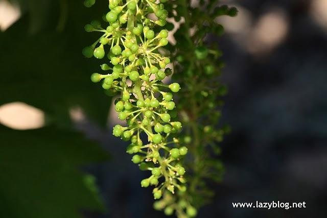Cata  de vinos de la D.O Utiel-Requena