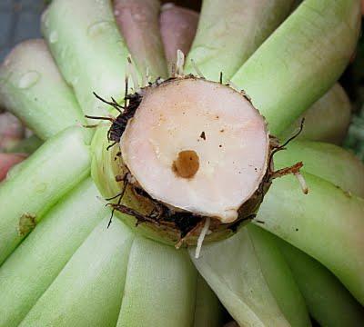 Las apariencias engañan