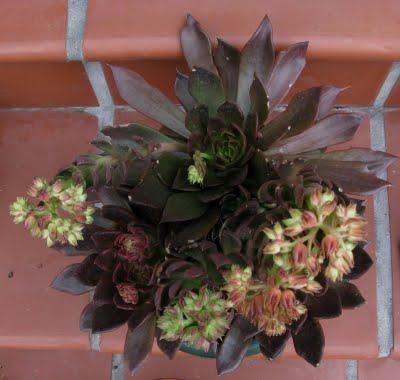 Las apariencias engañan