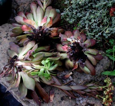 Las apariencias engañan