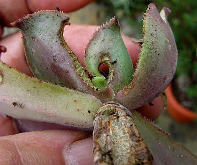 Las apariencias engañan