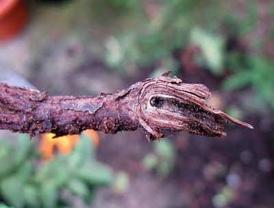 Las apariencias engañan