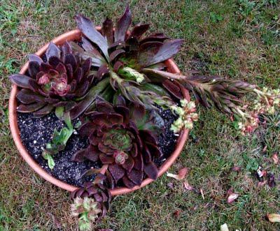 Las apariencias engañan