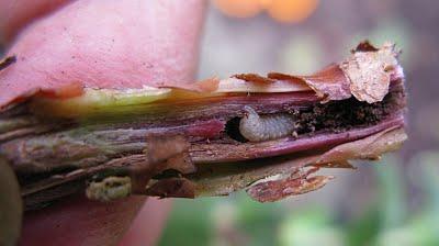 Las apariencias engañan