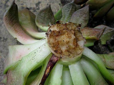 Las apariencias engañan