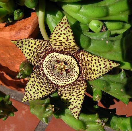 Orbea variegata...flor de lagarto Orbea variegata...flor de lagarto