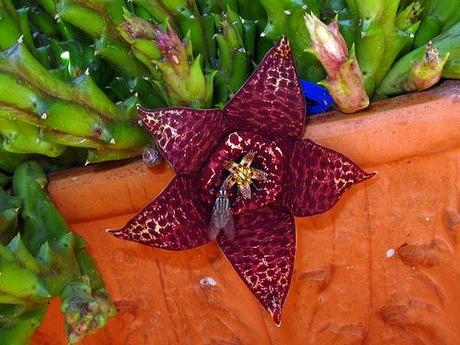 Orbea variegata...flor de lagarto