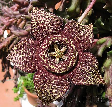 Orbea variegata...flor de lagarto