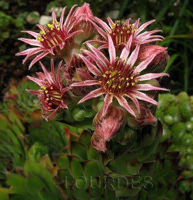 Sempervivum tectorum