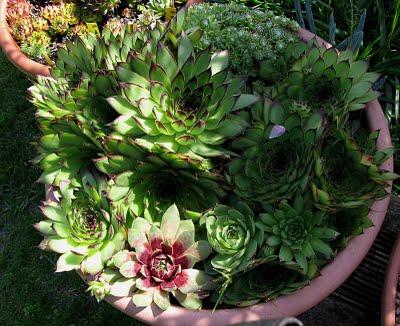 Sempervivum tectorum