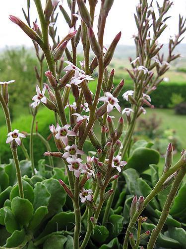 Adromischus cristatus v. zeyheri