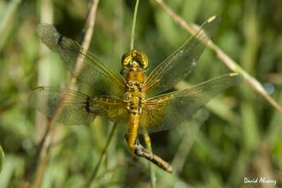 La libélula que me dio la mano