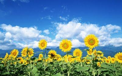 Girasoles: El nuevo método para limpiar la radiación de Fukushima