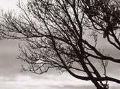 Viento