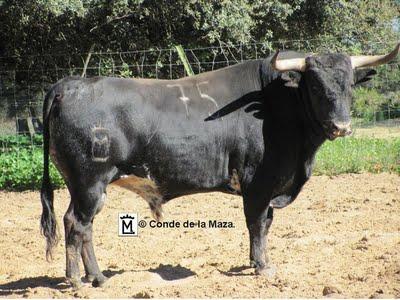 Conde de la Maza en Cèret (con fotos de los Toros)