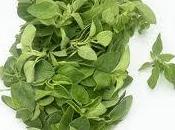 Propiedades oregano para nuestra salud