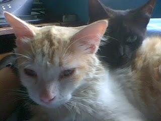 Adiòs gatito hermoso!!!!!!