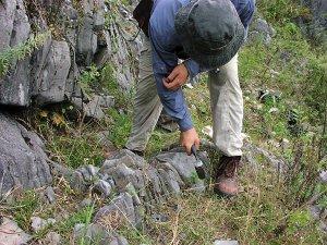 Lo que la extinción masiva de hace 250 millones de años nos puede enseñar