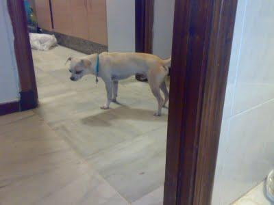 REGALAN CHIGUAGUA BLANCO. JEREZ (CADIZ) SOS