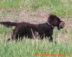 perros American Water Spaniel