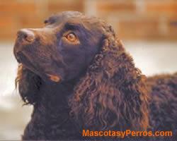 perros American Water Spaniel