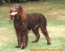 perros American Water Spaniel