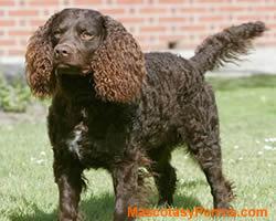 perros American Water Spaniel