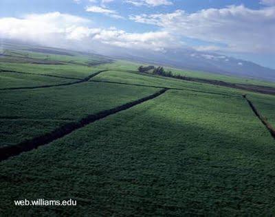 ¿Qué es la biomasa? ¿Qué es la biomasa?