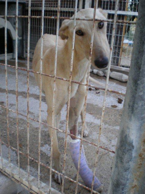 Murdock, no tuvieron bastante con abandonarle además le rompieron la pata para asegurarse que no sobreviviera