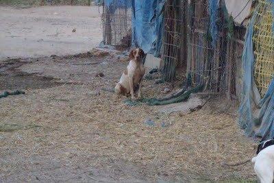Bretona preñada ABANDONADA entre excrementos caballos (Sevilla)