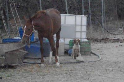 Bretona preñada ABANDONADA entre excrementos caballos (Sevilla)