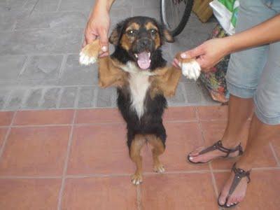 Cachorrita andando por la carretera. AYUDA. (CÓRDOBA)