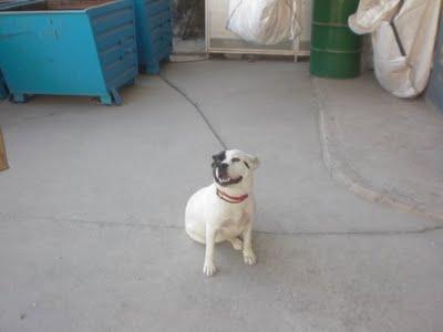 ¡¡ Entre cristales: su dueño NO LA QUIERE !! (CÓRDOBA)